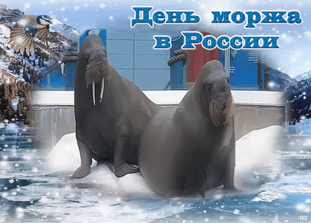Картинки и открытки с Днем моржа. Гифки и мерцающие картинки с Днем моржа