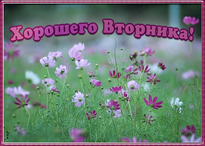 Картинки Доброе утро вторника. Гифки с Добрым утром вторника