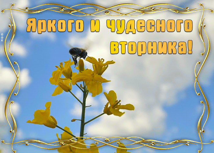 Картинки Доброе утро вторника. Гифки с Добрым утром вторника