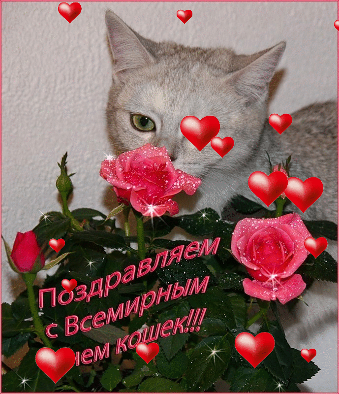 Прикольные картинки с Днем кошек . С Днем кошек - гифки