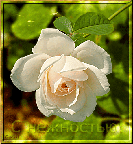 Красивые картинки с Днем нежности. Красивые гифки с Днем нежности