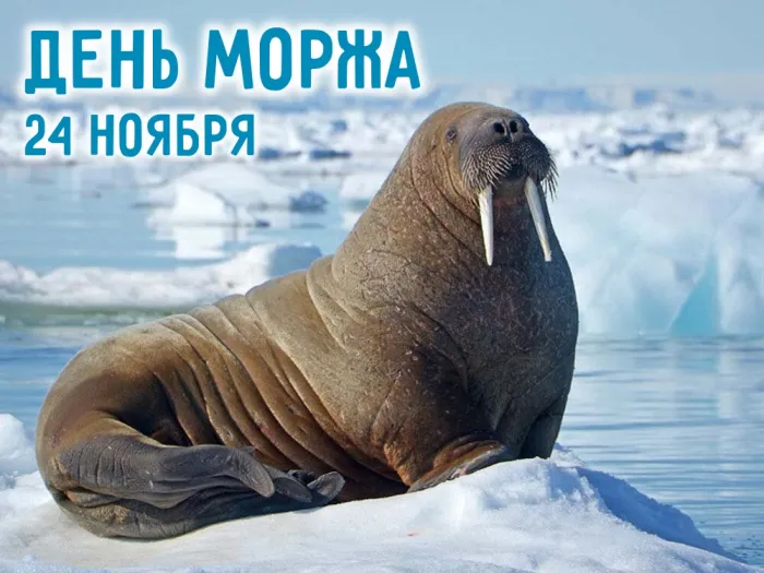 Картинки и открытки с Днем моржа. Красивые открытки на День моржа