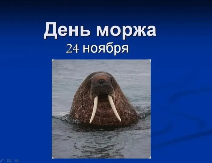 Картинки и открытки с Днем моржа. День моржа - картинки с надписями