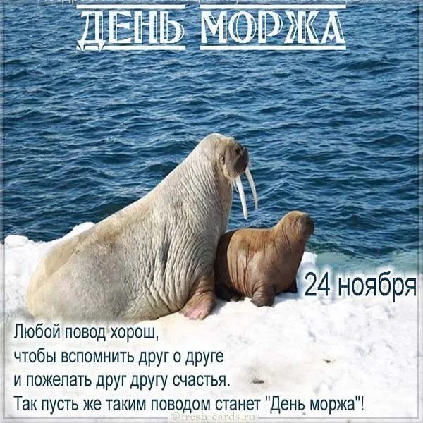 Картинки и открытки с Днем моржа. День моржа - картинки с надписями