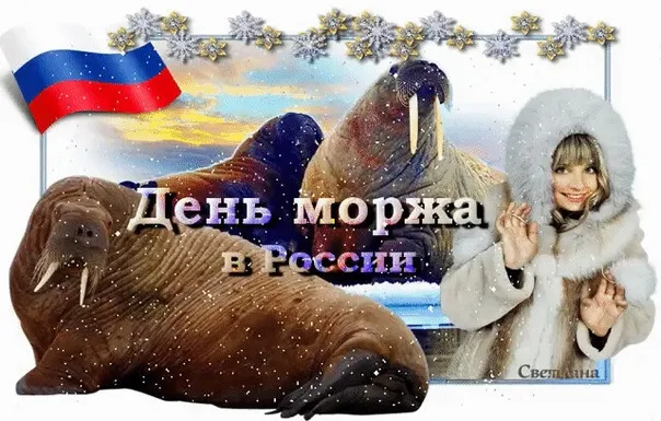 Картинки и открытки с Днем моржа. Красивые открытки на День моржа
