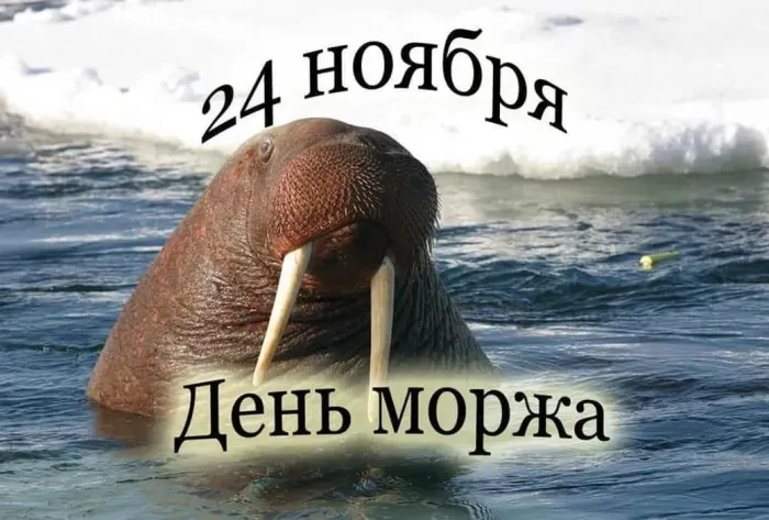 Картинки и открытки с Днем моржа. День моржа - картинки с надписями