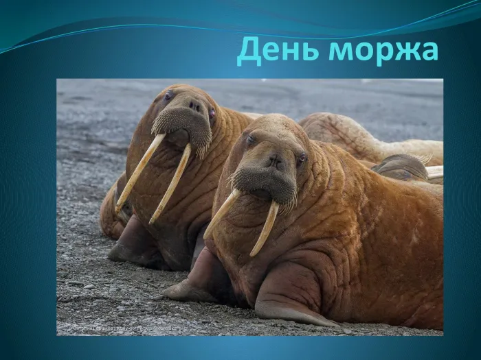 Картинки и открытки с Днем моржа. День моржа - картинки с надписями