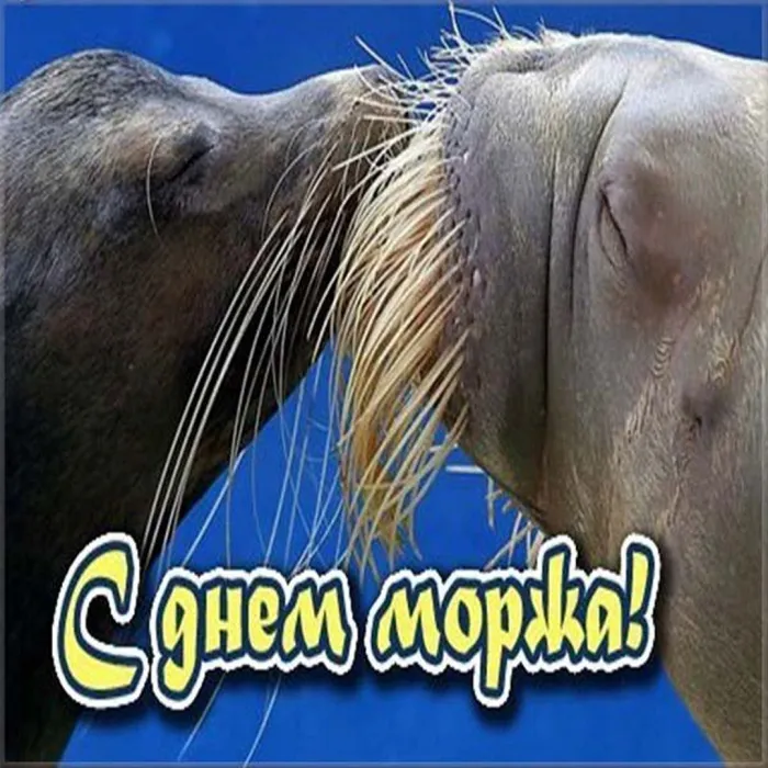 Картинки и открытки с Днем моржа. Прикольные картинки с Днём моржа