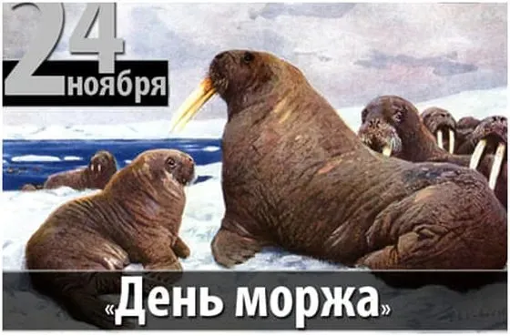 Картинки и открытки с Днем моржа. Красивые открытки на День моржа
