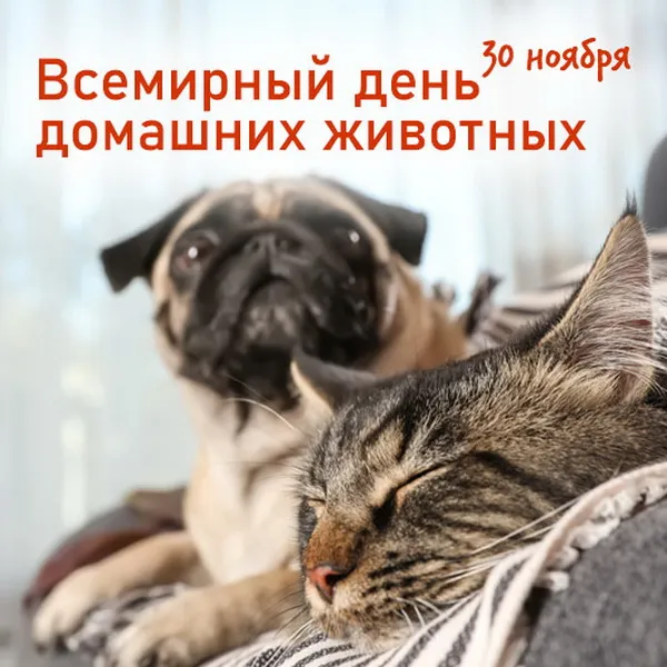 Картинки и открытки с Днем домашних животных. Красивые открытки с Днём домашних животных