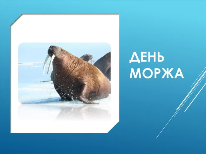 Картинки и открытки с Днем моржа. День моржа - картинки с надписями