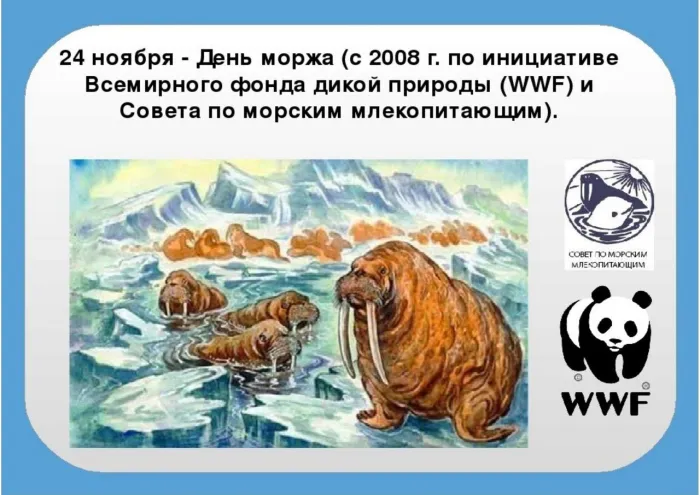 Картинки и открытки с Днем моржа. День моржа - картинки с надписями