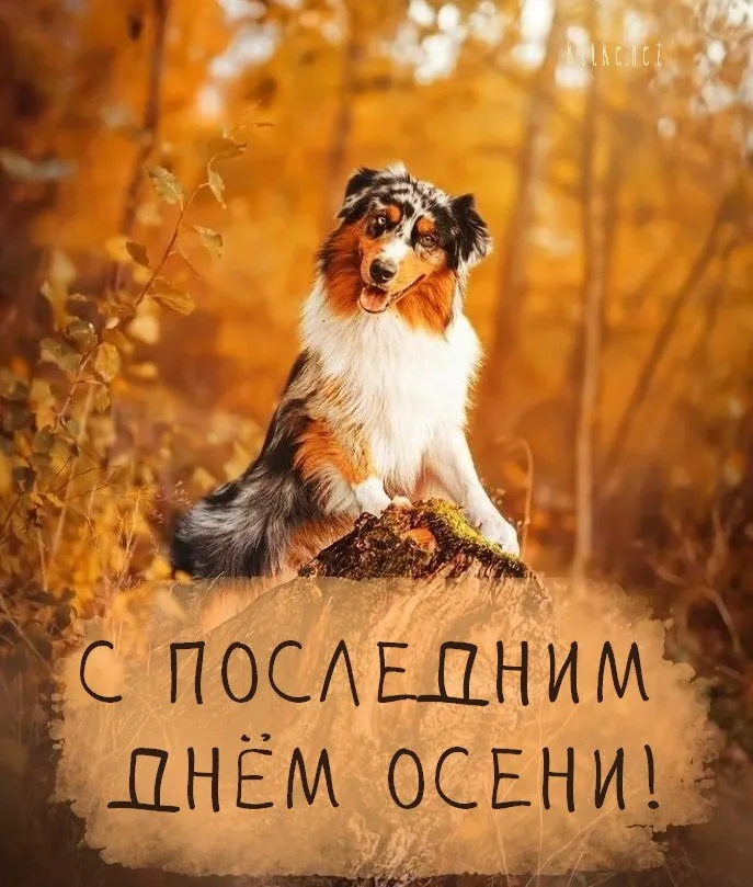 Картинки с последним днем осени. Картинки " С последним днем осени" 2024