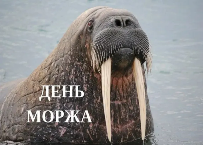 Картинки и открытки с Днем моржа. День моржа - картинки с надписями