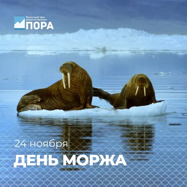 Картинки и открытки с Днем моржа. Красивые открытки на День моржа