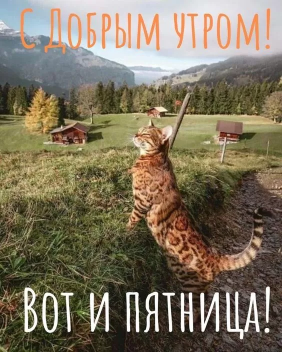 Картинки Доброе утро пятницы. Прикольные картинки "Доброе утро пятницы"