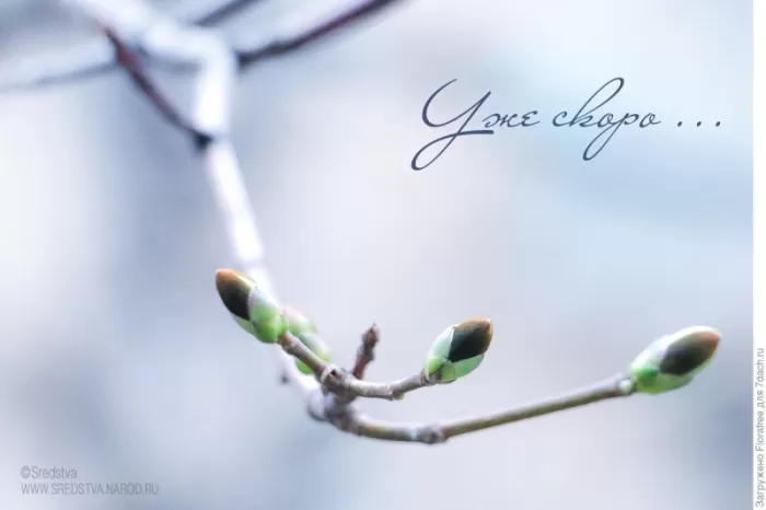 Картинки "Скоро весна" (80 штук). Скоро весна - картинки с пожеланиями