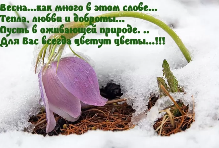 Картинки "Скоро весна" (80 штук). Скоро весна - картинки с пожеланиями