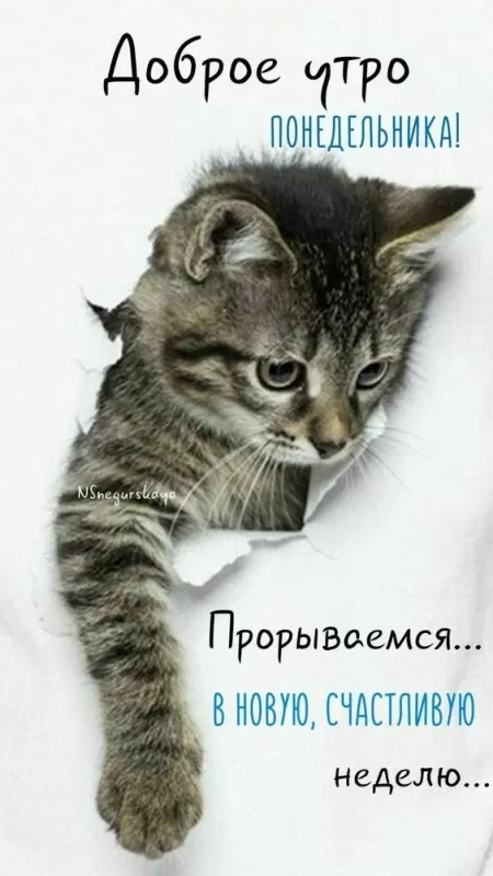 Картинки Доброе утро понедельника. Красивые картинки Доброе утро понедельника