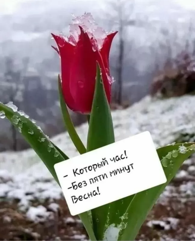 Картинки "Скоро весна" (80 штук). Скоро весна - картинки с пожеланиями