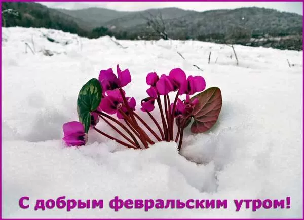 Картинки Доброго утра февраля.