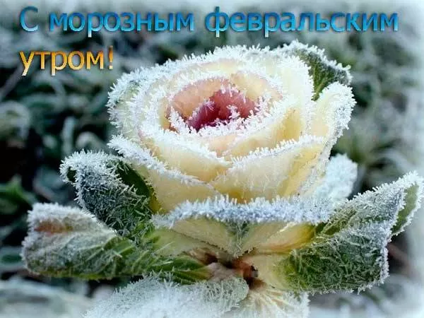Картинки Доброго утра февраля.