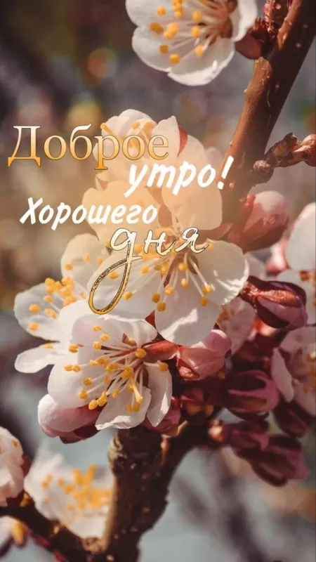 Красивые картинки с Добрым весенним утром. Красивые картинки с Добрым весенним утром 