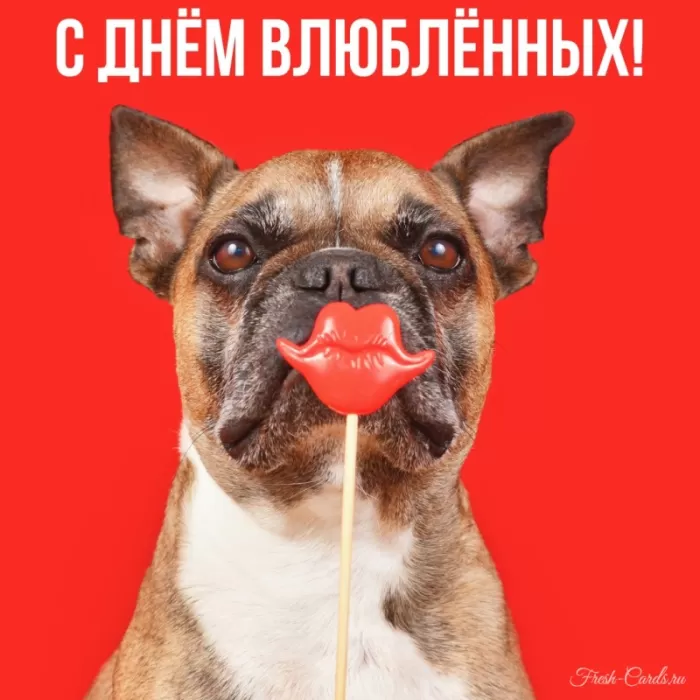 Картинки на День Всех Влюбленных . Красивые картинки с Днем Всех Влюбленных