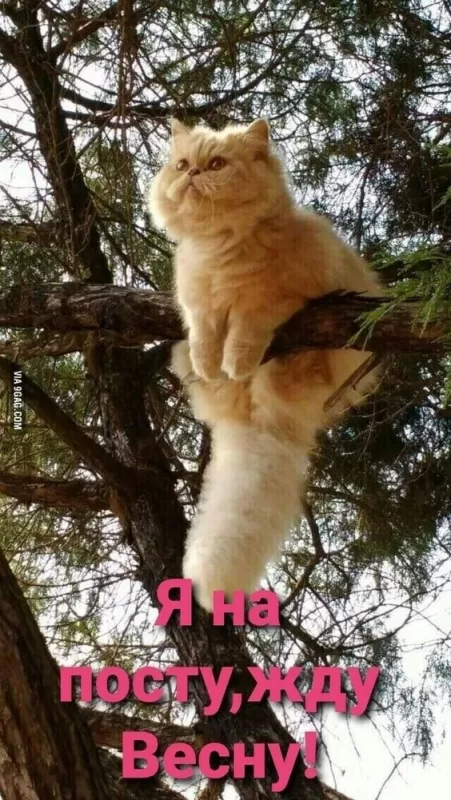 Картинки "Скоро весна" (80 штук). Прикольные картинки "Скоро весна"