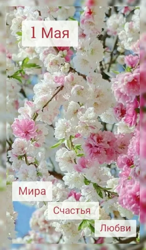 Прикольные картинки с Первомаем. Картинки с Первомаем прикольные и красивые