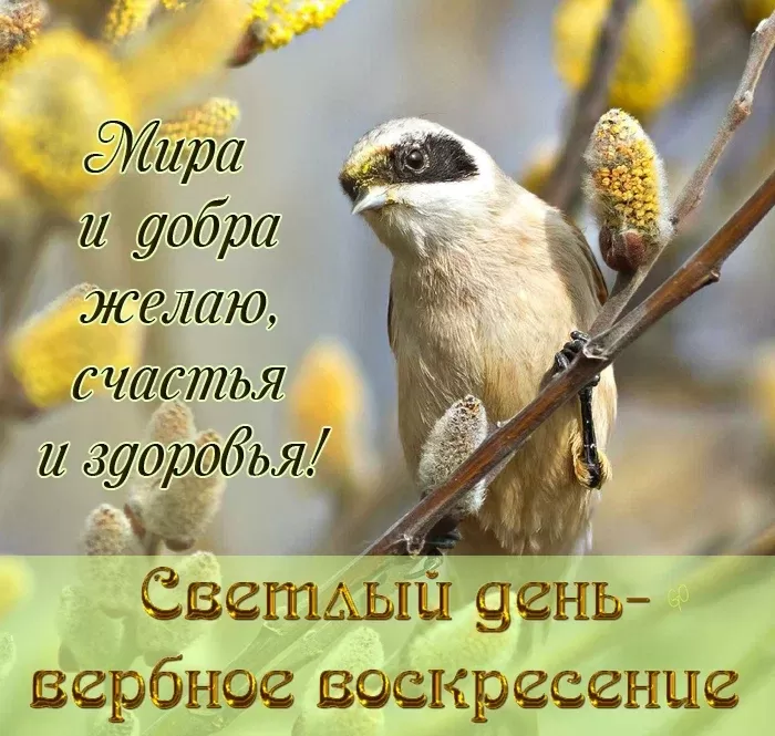 70+ открыток с Вербным Воскресеньем. С Вербным Воскресеньем - картинки с пожеланиями