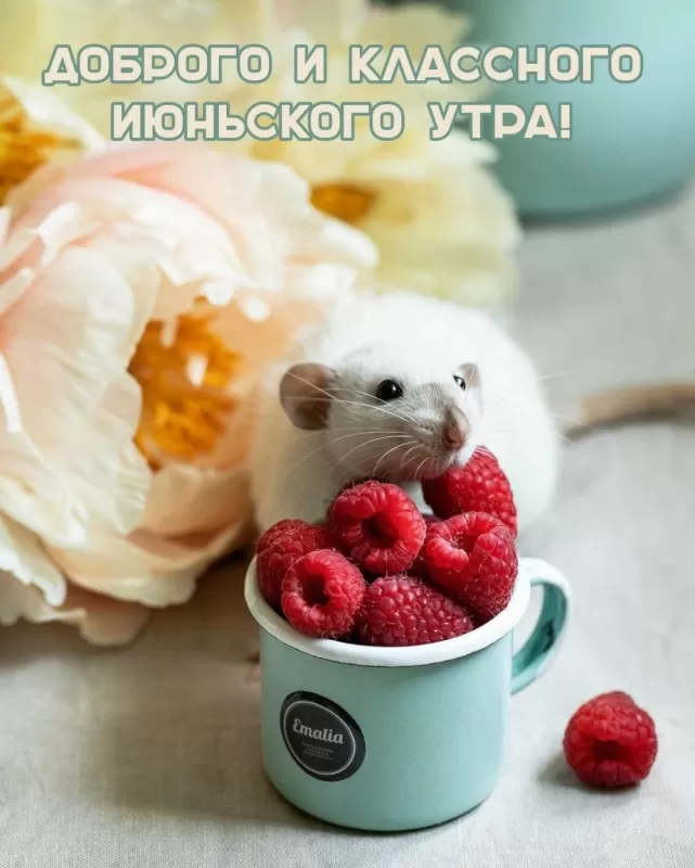 Картинки и открытки с добрым июньским утром . Картинки с добрым июньским утром 