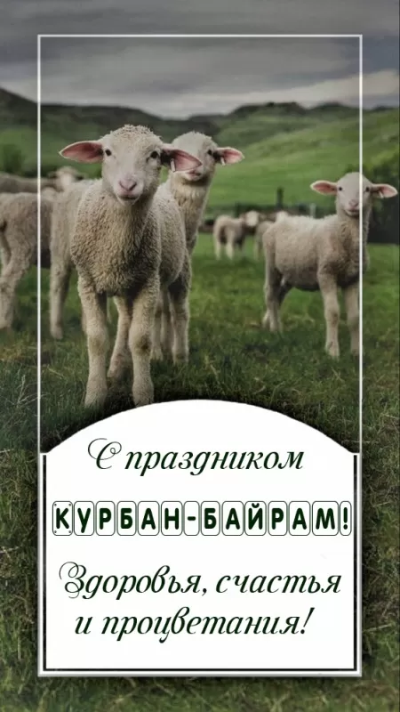 Картинки и поздравления с Курбан-Байрам. Картинки с праздником Курбан-байрам (красивые и новые)