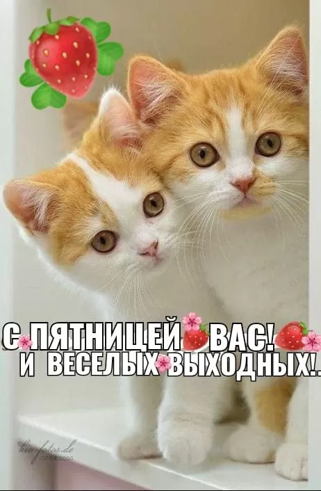 Прикольные картинки с Пятницей. Картинки с Пятницей и Ура пятница