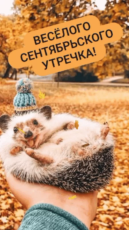 Картинки "Доброе утро сентября". Картинки с добрым утром сентября 