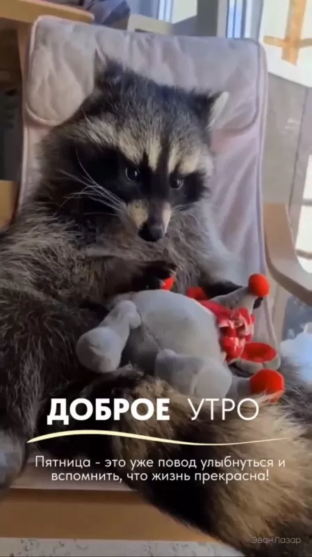 Прикольные картинки с Пятницей. Прикольные картинки Доброе утро пятницы