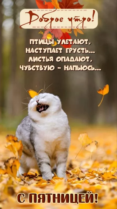 Прикольные картинки с Пятницей. Прикольные картинки с Пятницей