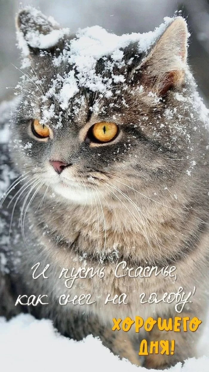 Зимние картинки Доброго утра и хорошего дня. Красивые Зимние картинки Хорошего дня 