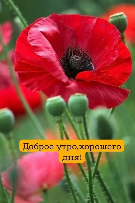 Картинки с Добрым летним утром 2025. Красивые картинки Доброе летнее утро