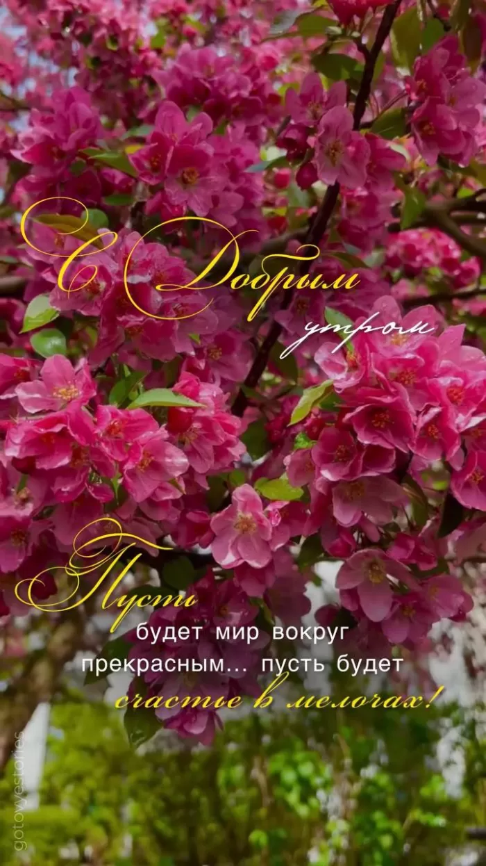 Картинки Доброе майское утро. Доброе майское утро - картинки с пожеланиями
