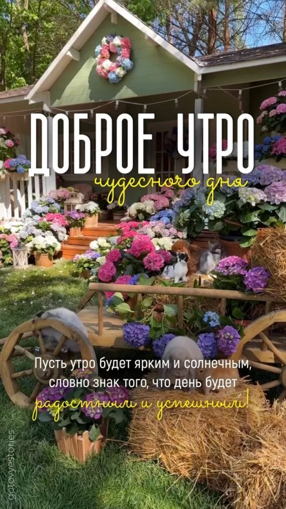 Картинки с Добрым летним утром 2025. Красивые картинки Доброе летнее утро