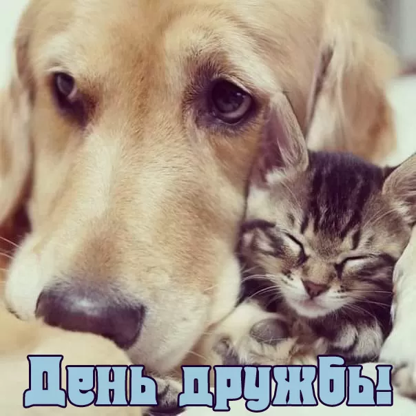 Открытки на Международный День дружбы. Красивые открытки с Межданародным Днем дружбы 2025
