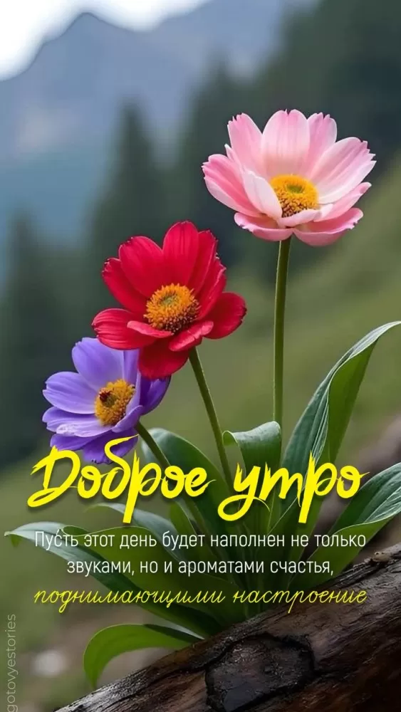 Доброе утро августа - картинки красивые и позитивные. Доброе утро августа - картинки с пожалениями
