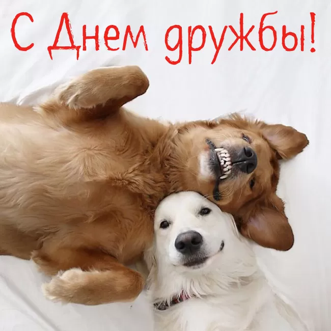 Открытки на Международный День дружбы. Прикольные картинки с Днем дружбы