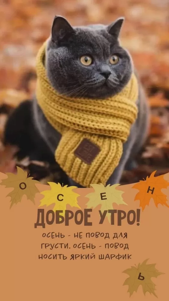 Картинки Доброго осеннего утра бесплатно. Крастинки с добрым утром красивые и позитивные