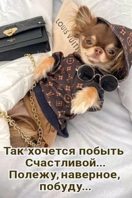 Прикольные картинки для вашего настроения. Веселые и прикольные картинки для настроения