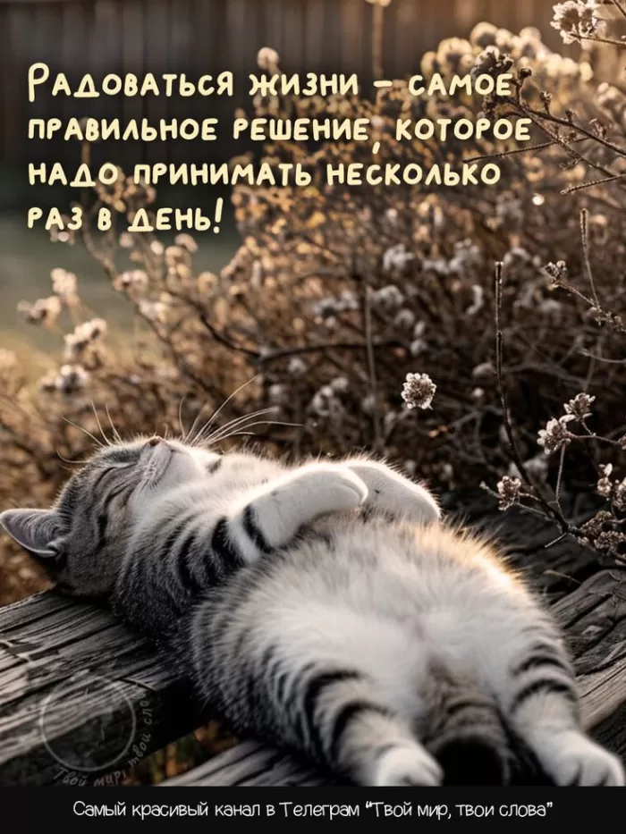 Прикольные картинки для вашего настроения. Картинки для настроения: прикольные и позитивные