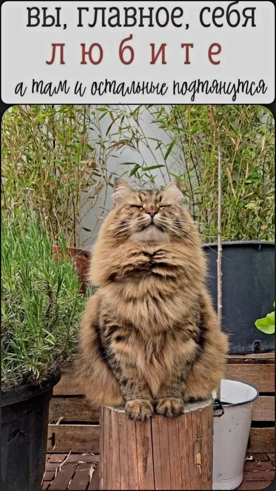 Прикольные картинки для вашего настроения. Картинки для настроения: прикольные и позитивные