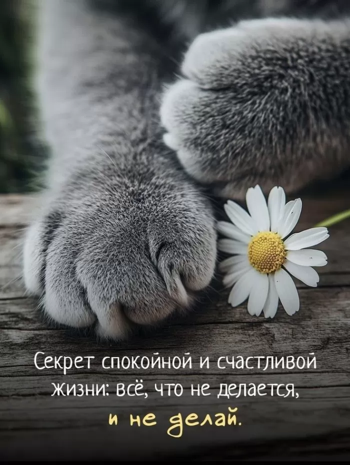 Прикольные картинки для вашего настроения. Картинки для настроения: прикольные и позитивные